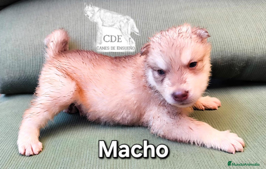 Husky Siberiano perros en venta: Precios husky siberianos - Imagen 1