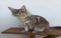 Maine Coon gatos en venta: Maine Coon talla grande - Imagen 3