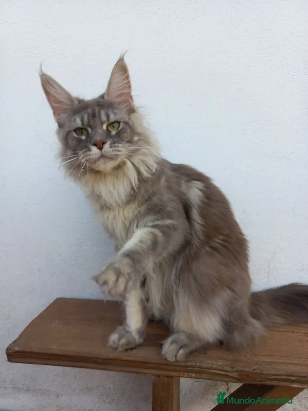 Maine Coon gatos en venta: Maine Coon talla grande - Imagen 3