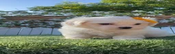 Bichón Maltés perros en venta:  BICHÓN MALTÉS –  COMPAÑERO DE MIRADA DULCE  - Anuncio 8