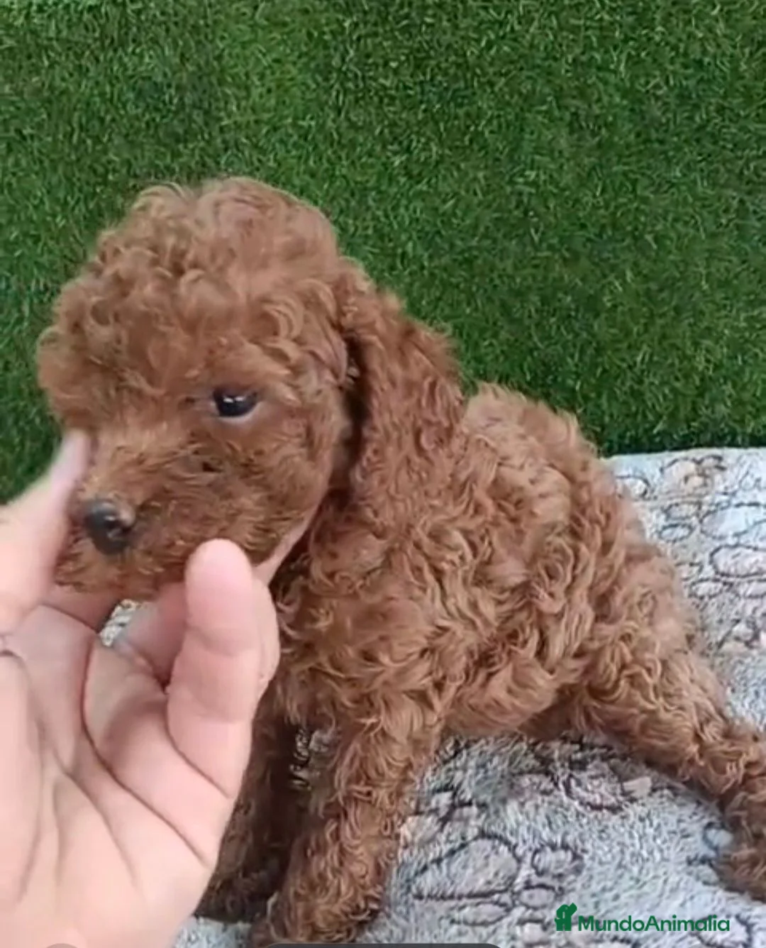 Caniche Toy perros en venta: Espectacular macho caniche toy rojo pimentón  - Anuncio 1