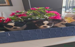 Chihuahua perros en venta: Chihuahua pelo largo  - Anuncio 3