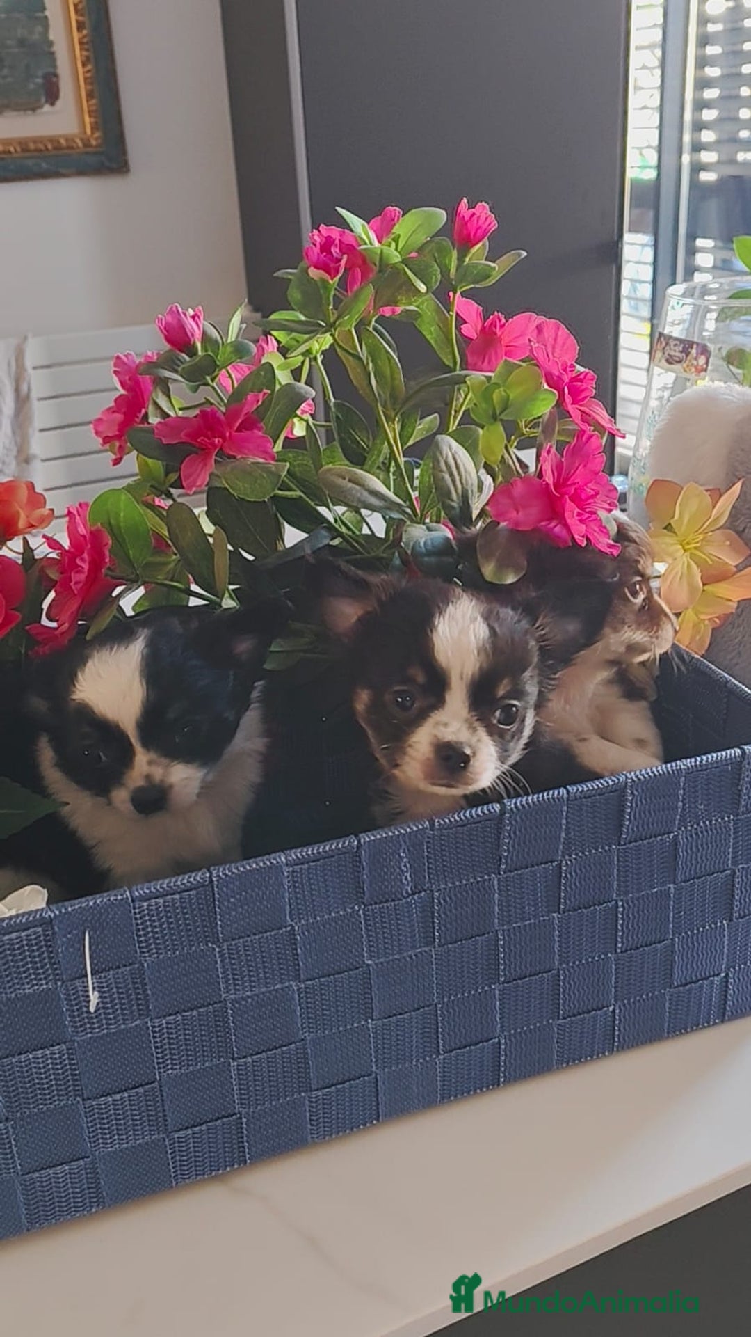 Chihuahua perros en venta: Chihuahua pelo largo  - Anuncio 3