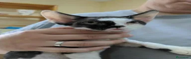 Devon Rex 1