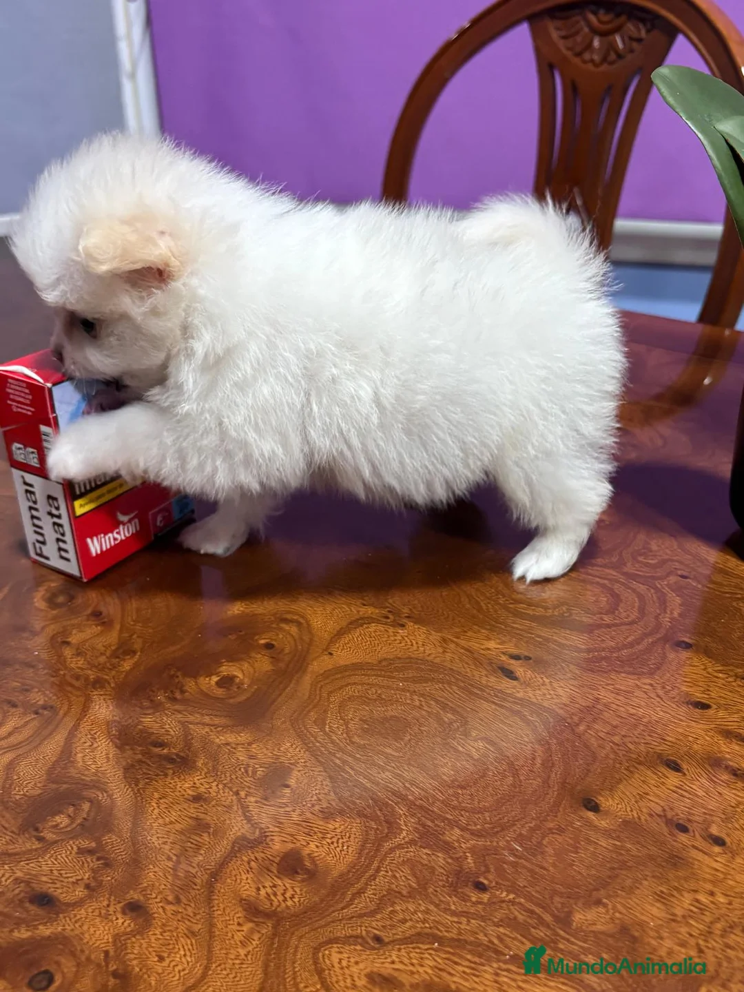 Pomerania perros en venta: Lulu de Pomerania mini toy hembra blanca naranja - Anuncio 26