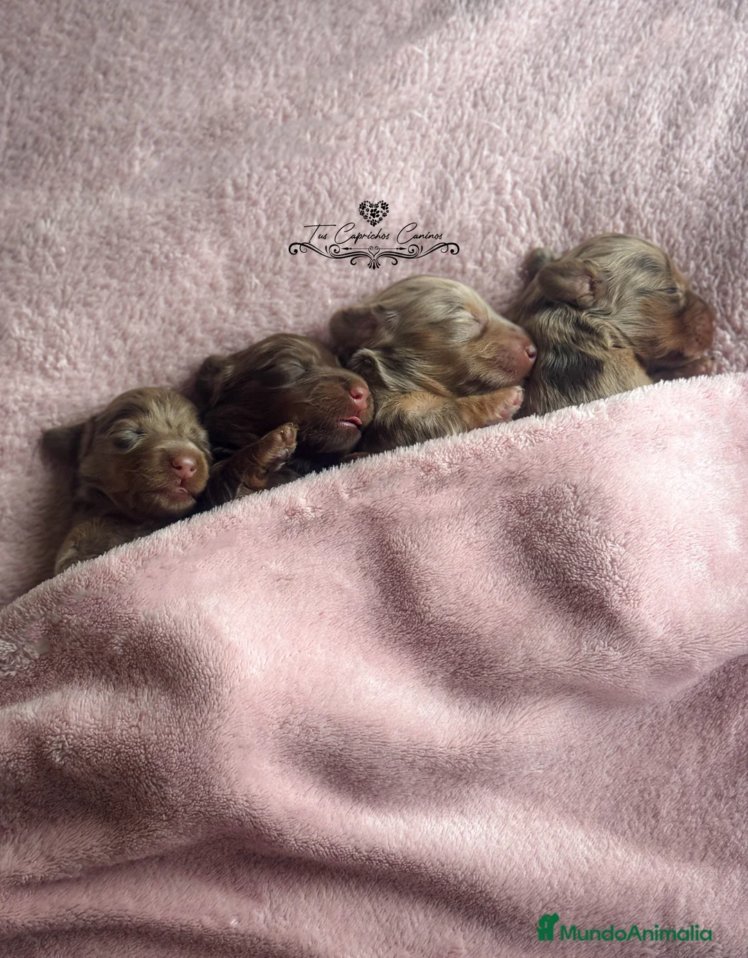 Teckel perros en venta: TUS CAPRICHOS CANINOS TECKEL DE PELO LARGO  en Cantabria - Anuncio 4