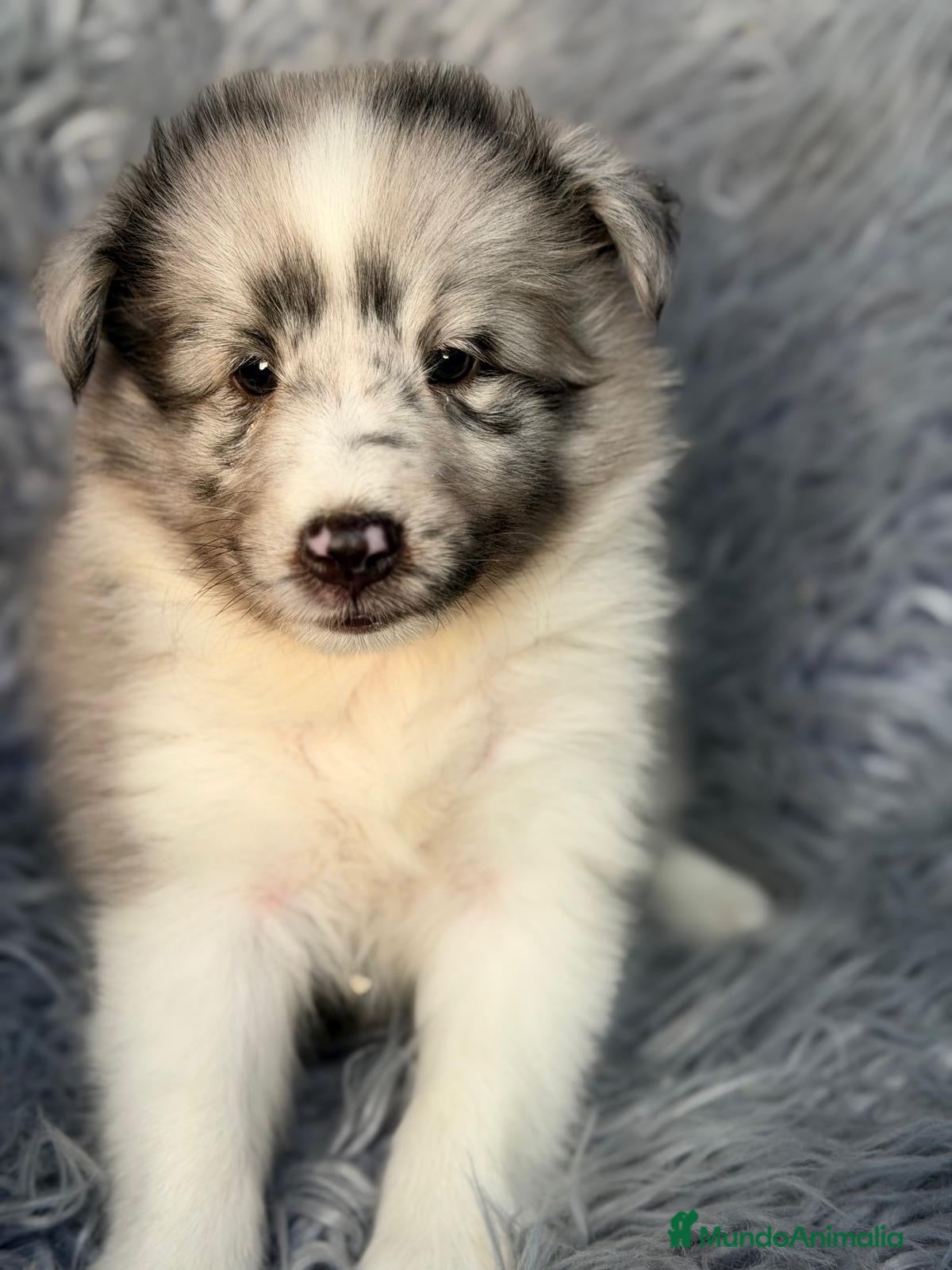 Perro Pastor de las Shetland perros en venta: Shetland macho merle - Anuncio 5