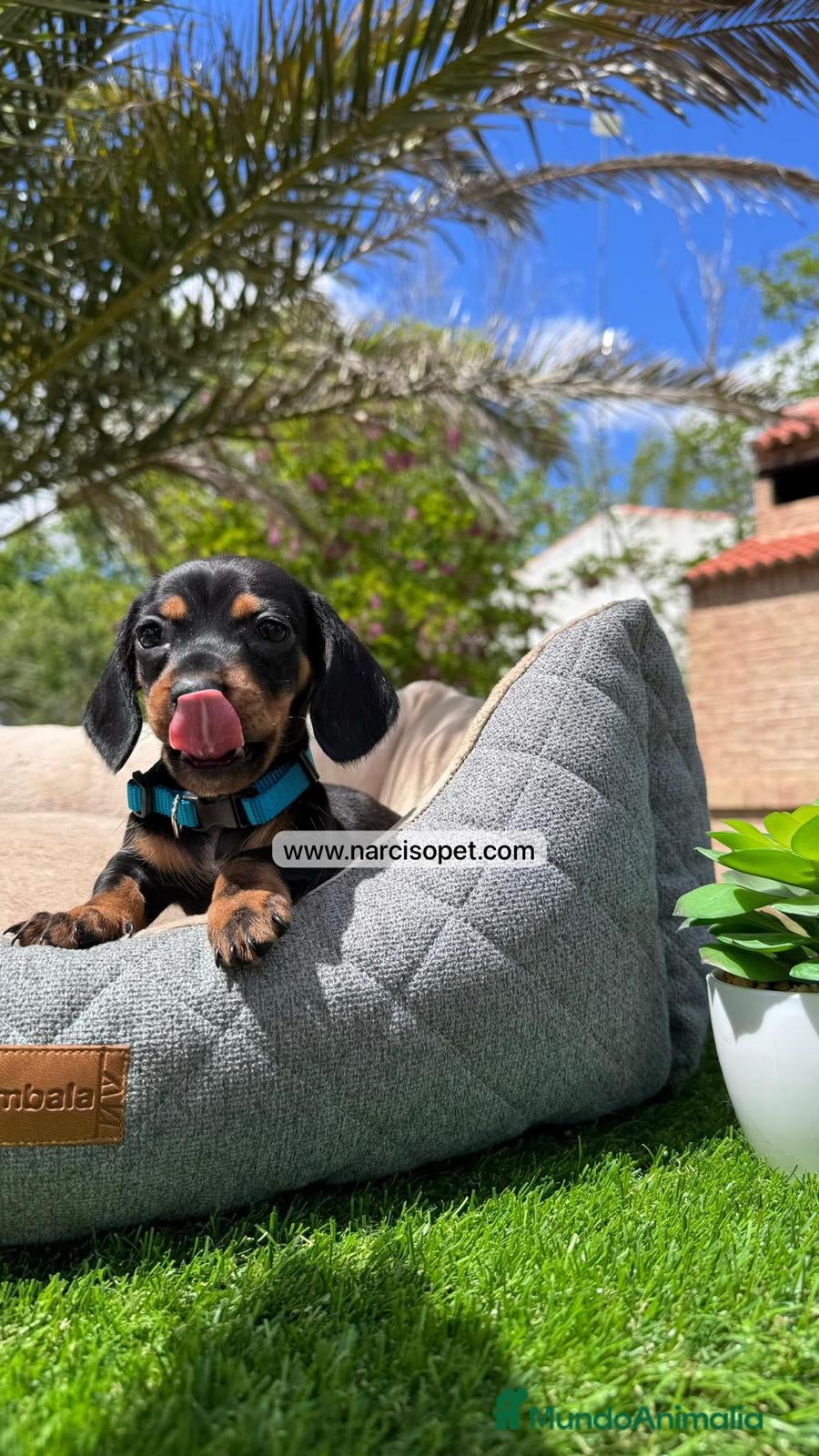 Teckel Miniatura perros TECKEL MINI NEGRO FUEGO - Anuncio 15