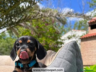 Teckel Miniatura perros TECKEL MINI NEGRO FUEGO - Anuncio 8