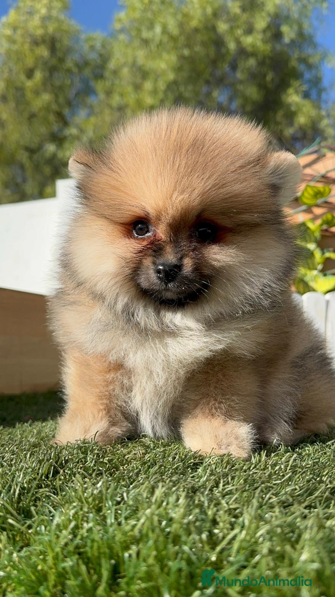 Pomerania perros en venta: POMERANIA HEMBRA - Imagen 2