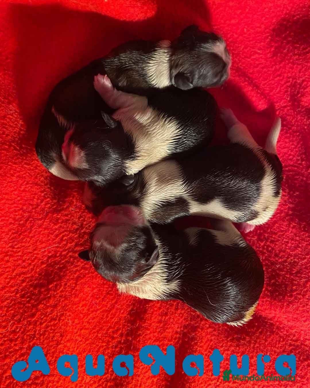 Shih Tzu perros Camada Shih Tzu de Ada y Newman AQUANATURA - Anuncio 2