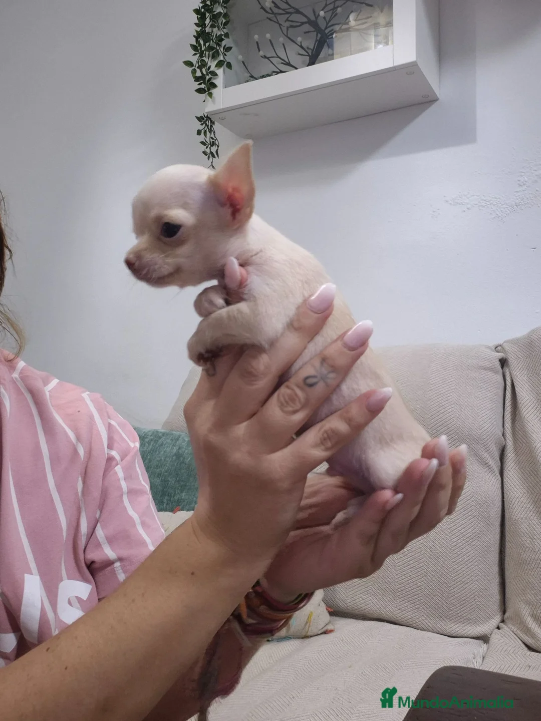 Chihuahua perros en venta: Chihuahua 💕🐾 - Anuncio 2