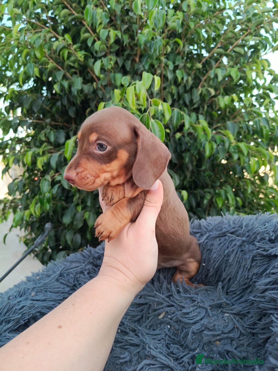 Teckel Miniatura perros en venta: Teckel arlequín chocokate  - Imagen 6