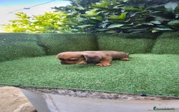 Teckel Miniatura perros en venta: teckel color jabali - Imagen 13