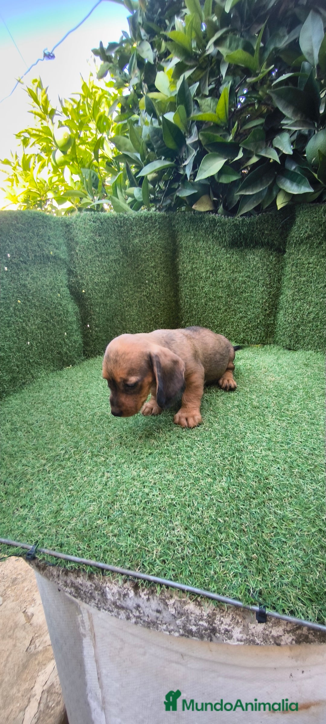 Teckel Miniatura perros en venta: teckel color jabali - Imagen 13