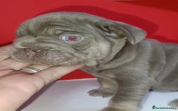 Bulldog Francés perros en venta: Bulldog frenchis de pasion - Imagen 3