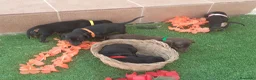 Teckel perros en venta: TECKEL MINIATURA NEGRO FUEGO  - Anuncio 3