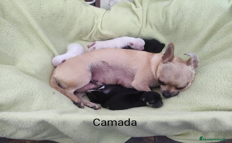 Chihuahua perros Simpático chihuahua de compañía  - Anuncio 1