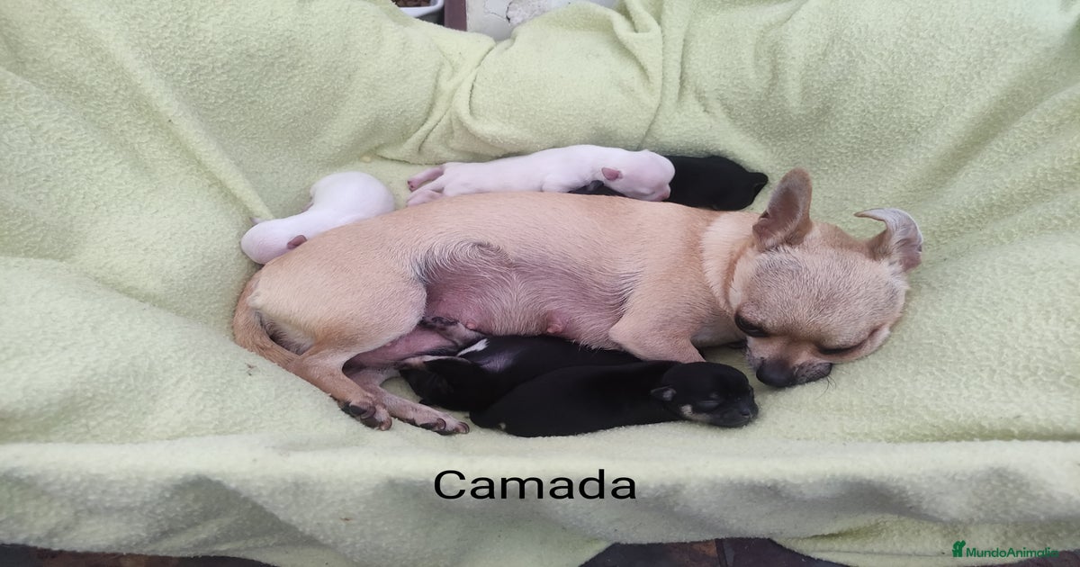 Orecchini Pendenti A Forma Di Chihuahua In Stile Boho - Acrilico Leggero Con Ganci In Acciaio Inox, Regalo Per Amanti Dei Cani E Proprietari Di Animali