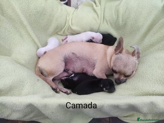 Chihuahua perros Simpático chihuahua de compañía - Anuncio 1