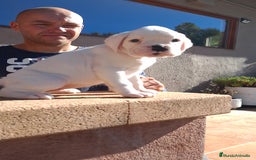 Boxer perros en venta: BOXER HEMBRA BLANCA - Imagen 1