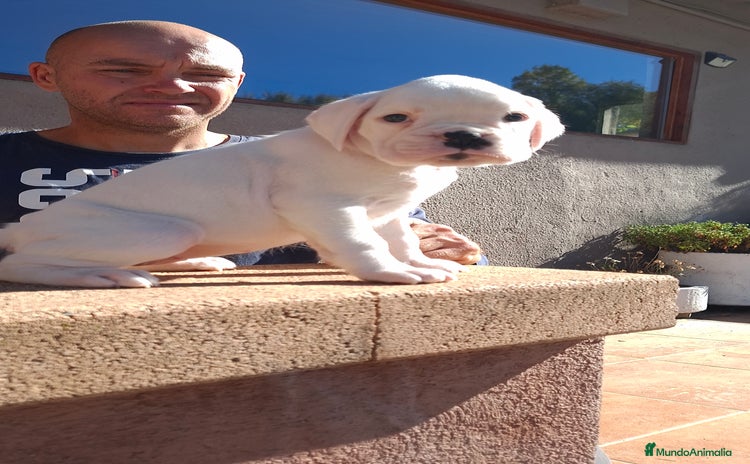 Boxer perros - Anuncio 1