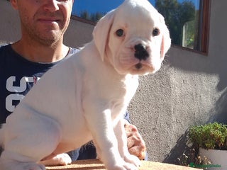 Boxer perros - Anuncio 1