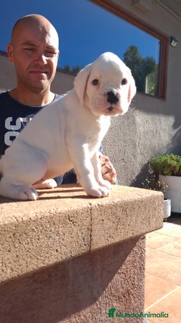 Boxer perros - Anuncio 1