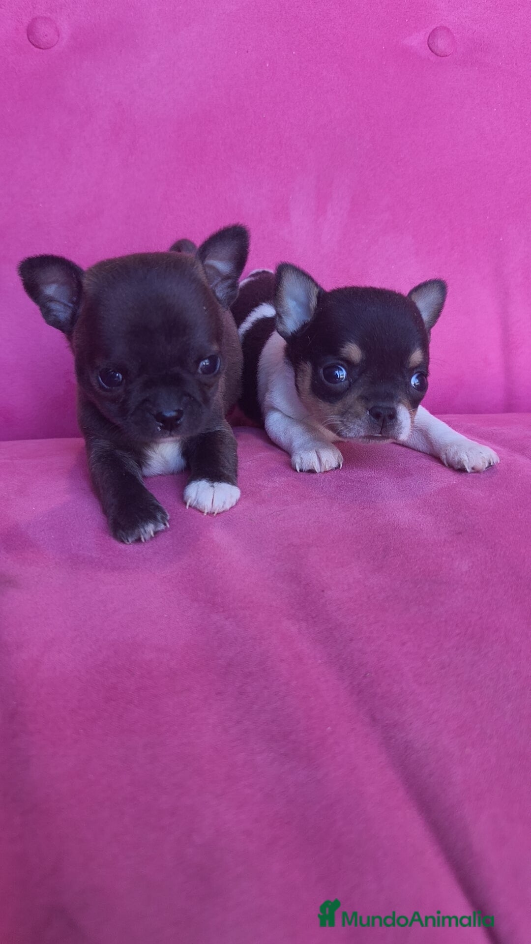 Chihuahua perros Chihuahua Toy macho y hembra  - Anuncio 1