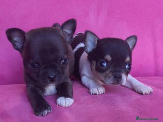 Chihuahua perros Chihuahua Toy macho y hembra - Anuncio 29