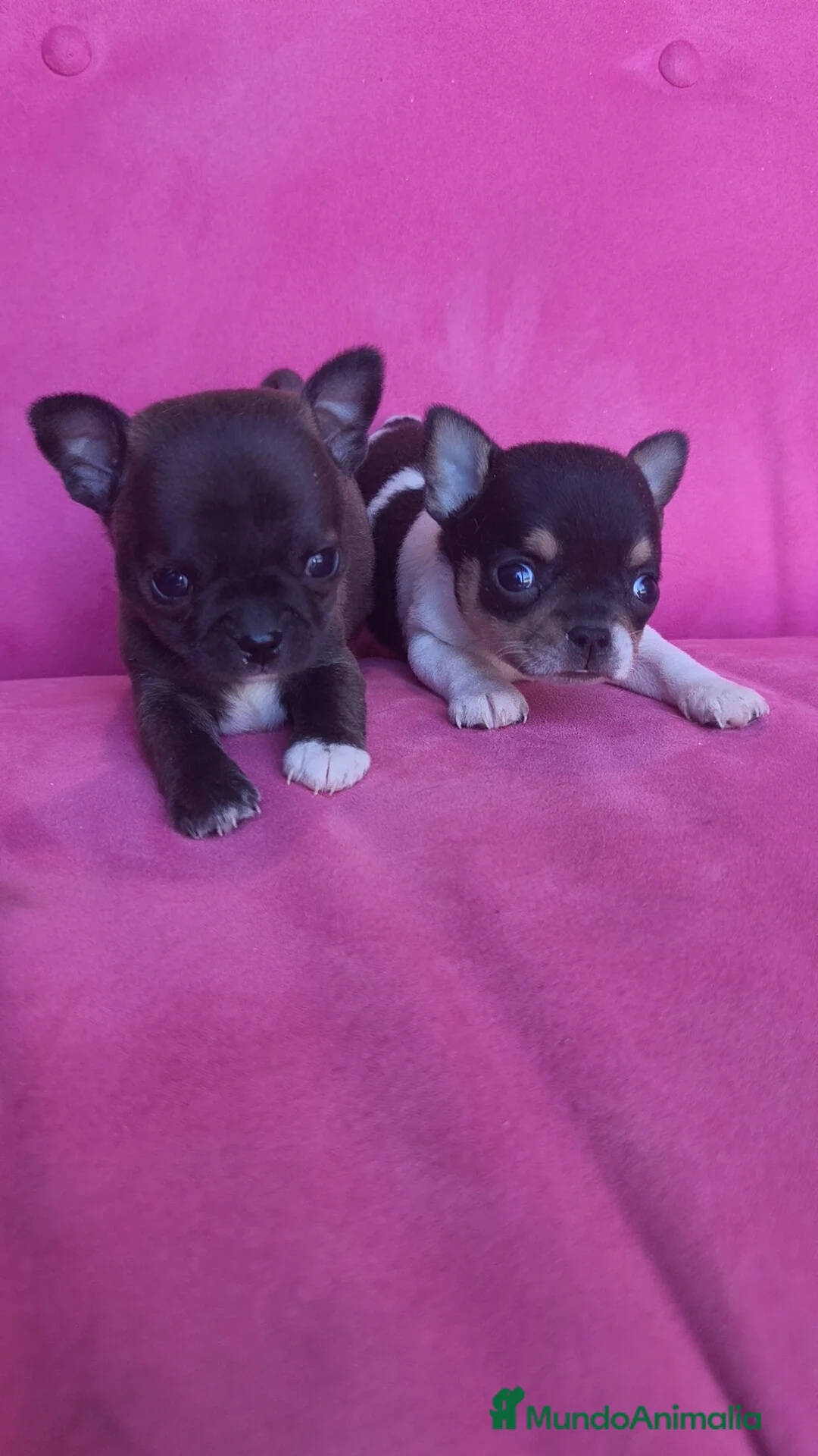 Chihuahua perros en venta: Chihuahua Toy macho y hembra  - Anuncio 1