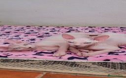 Sphynx gatos en venta: Preciosa camada lista para entregar  - Imagen 8