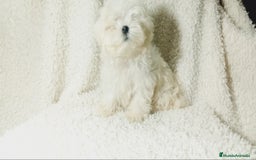 Bichón Maltés perros en venta: Preciosos bichon maltes coreanos - Imagen 2