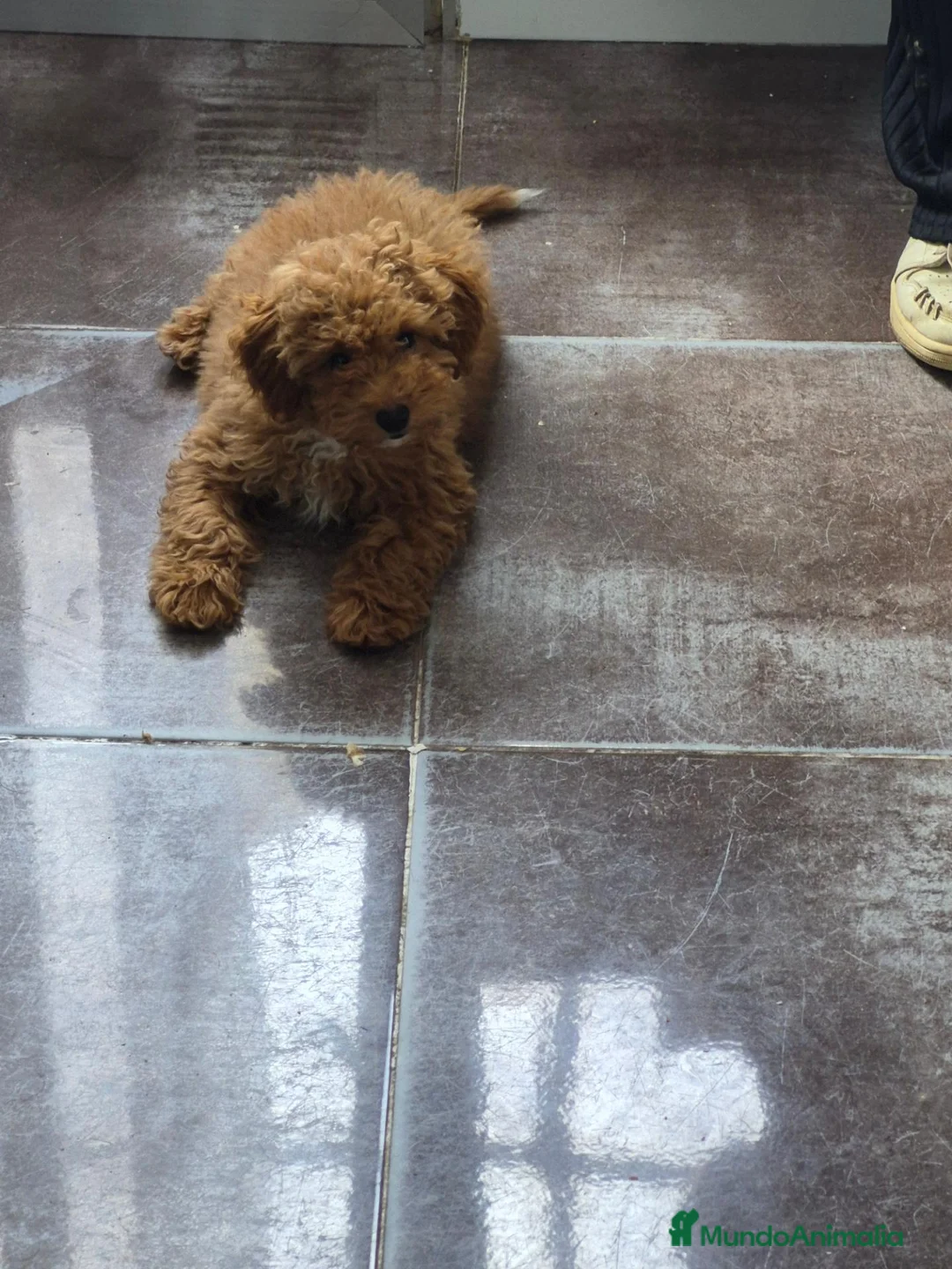 Caniche Toy perros en venta: Impresionante hembra de caniche toy - Anuncio 2