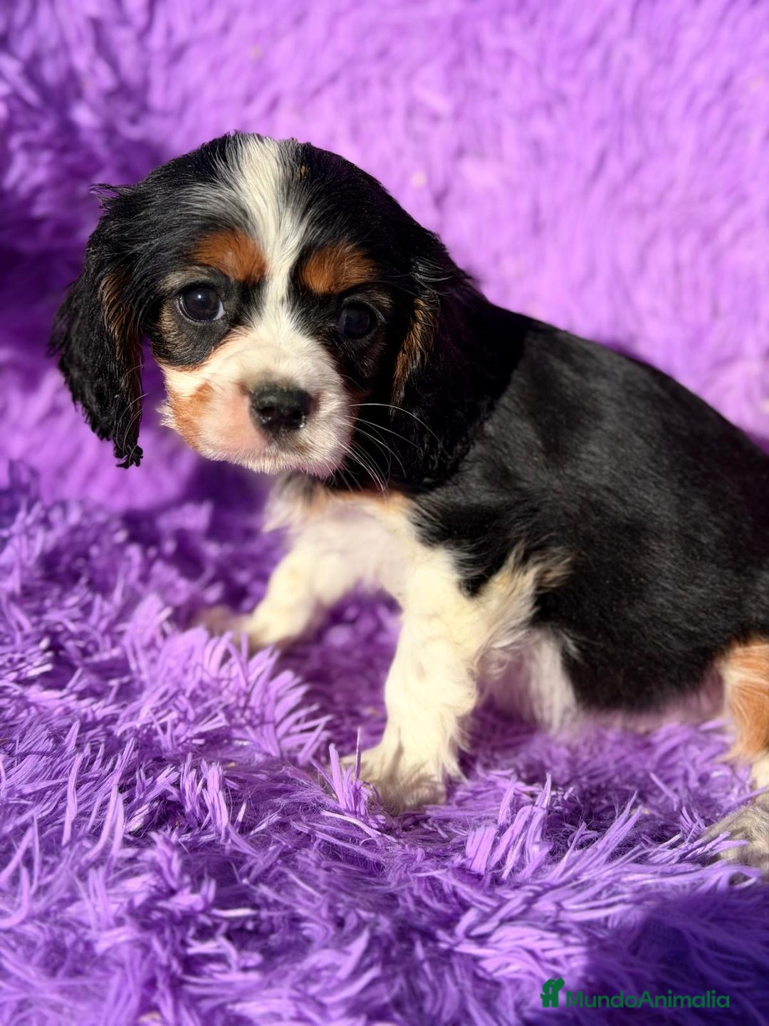 Cavalier King Charles Spaniel perros en venta: CAVALIER TRICOLOR DISPONIBLES - Anuncio 1