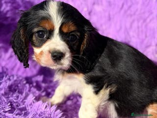 Cavalier King Charles Spaniel perros CAVALIER TRICOLOR DISPONIBLES - Anuncio 5