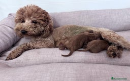 Caniche Toy perros en venta: CANICHE TOY  - Imagen 5