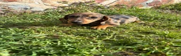 Teckel Miniatura perros en venta: Teckel miniatura  - Anuncio 2