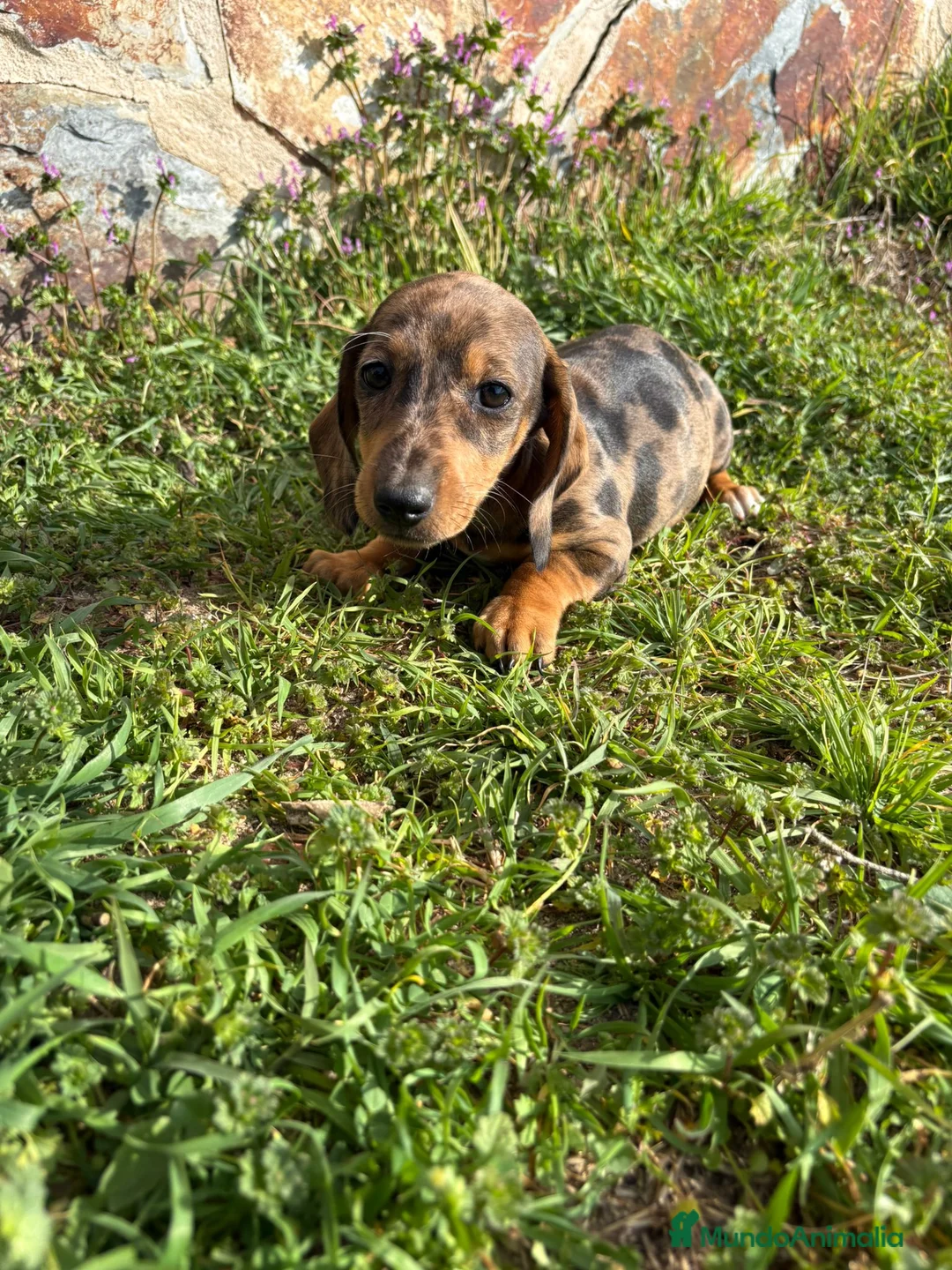 Teckel Miniatura perros en venta: Teckel miniatura  - Anuncio 2