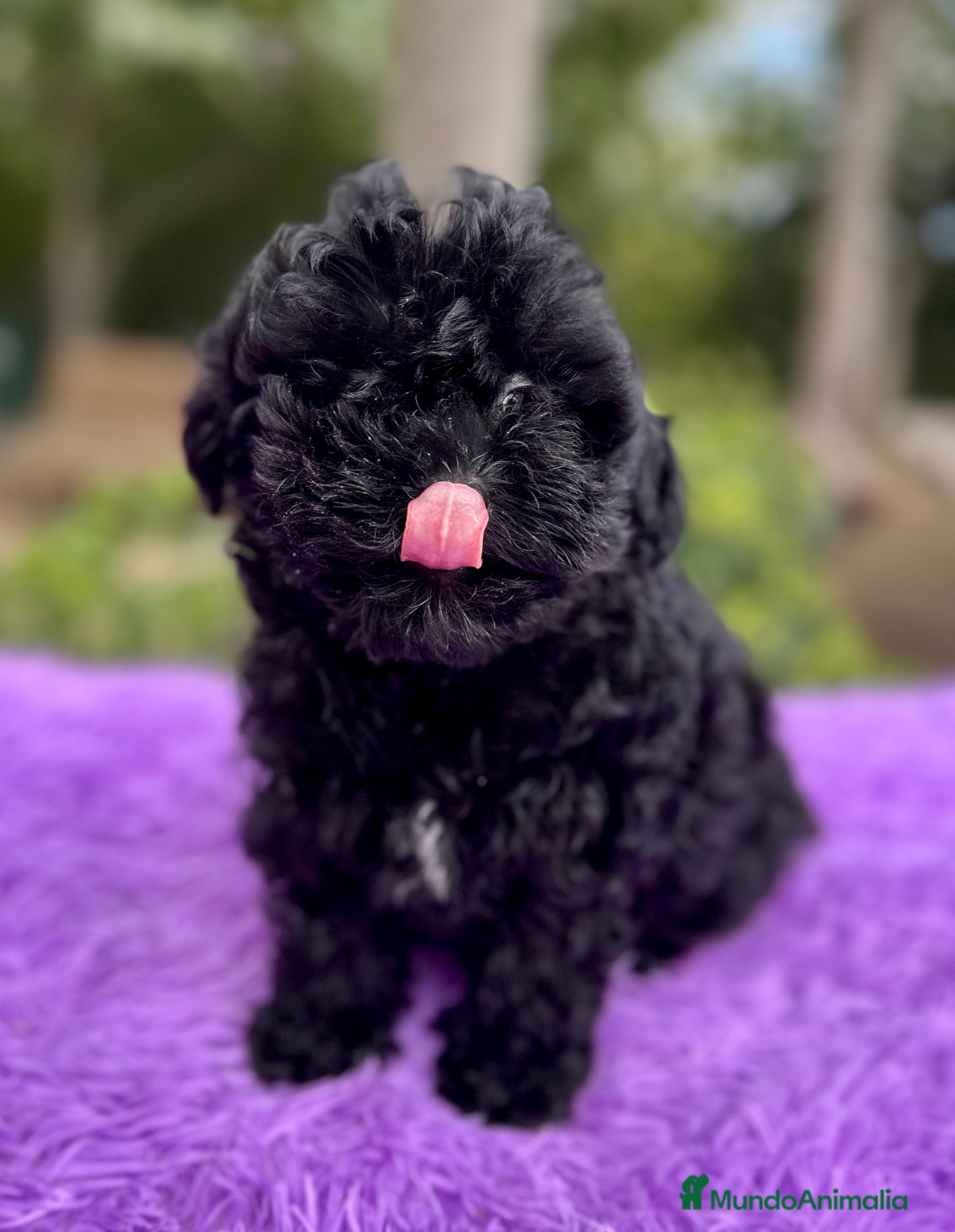 Maltipoo perros MALTIPOO TOY NEGRA DISPONIBLE - Anuncio 22