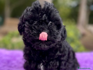 Maltipoo perros - Anuncio 1