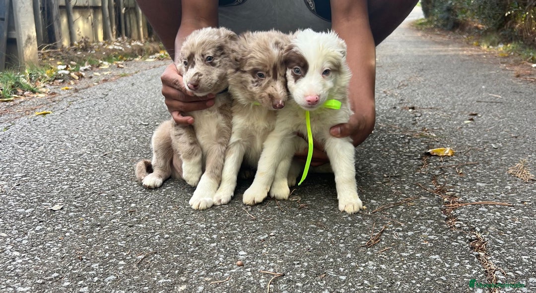 Border Collie perros en venta: Border collie  en La Rioja - Anuncio 4