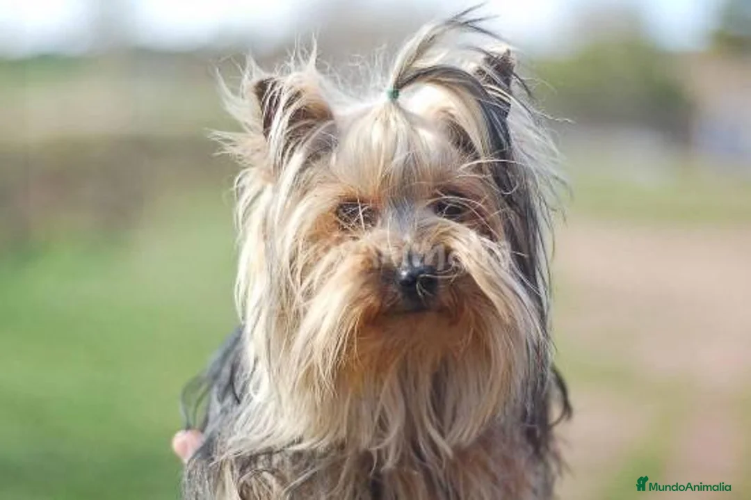 Imagen de galería {{count}}