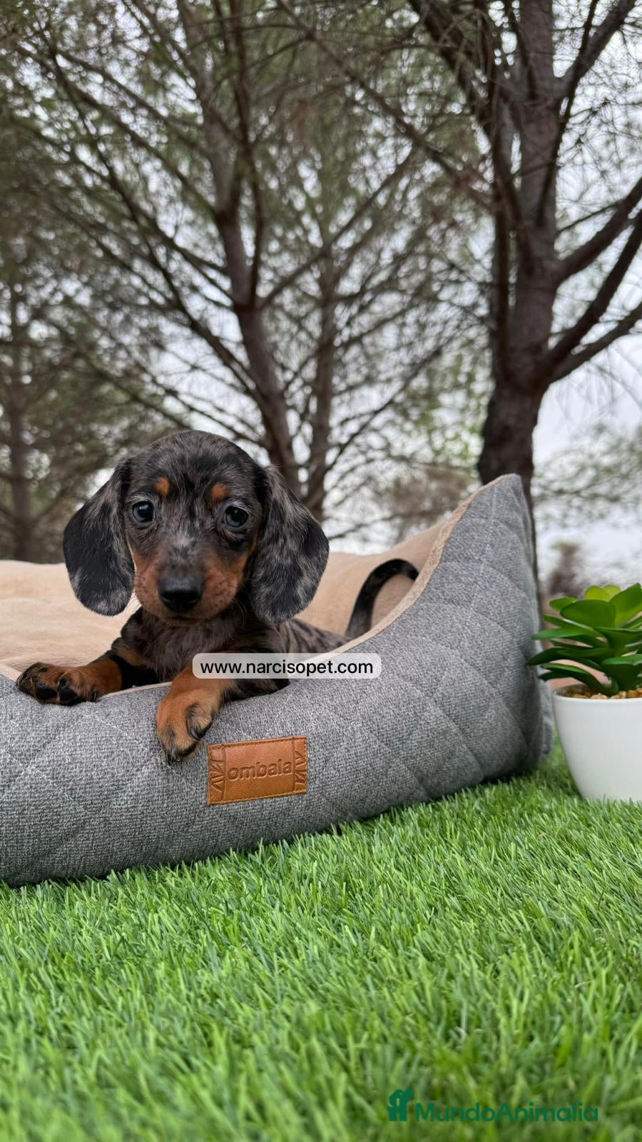 Teckel perros TECKEL NEGRO Y PLATA MERLE - Anuncio 3