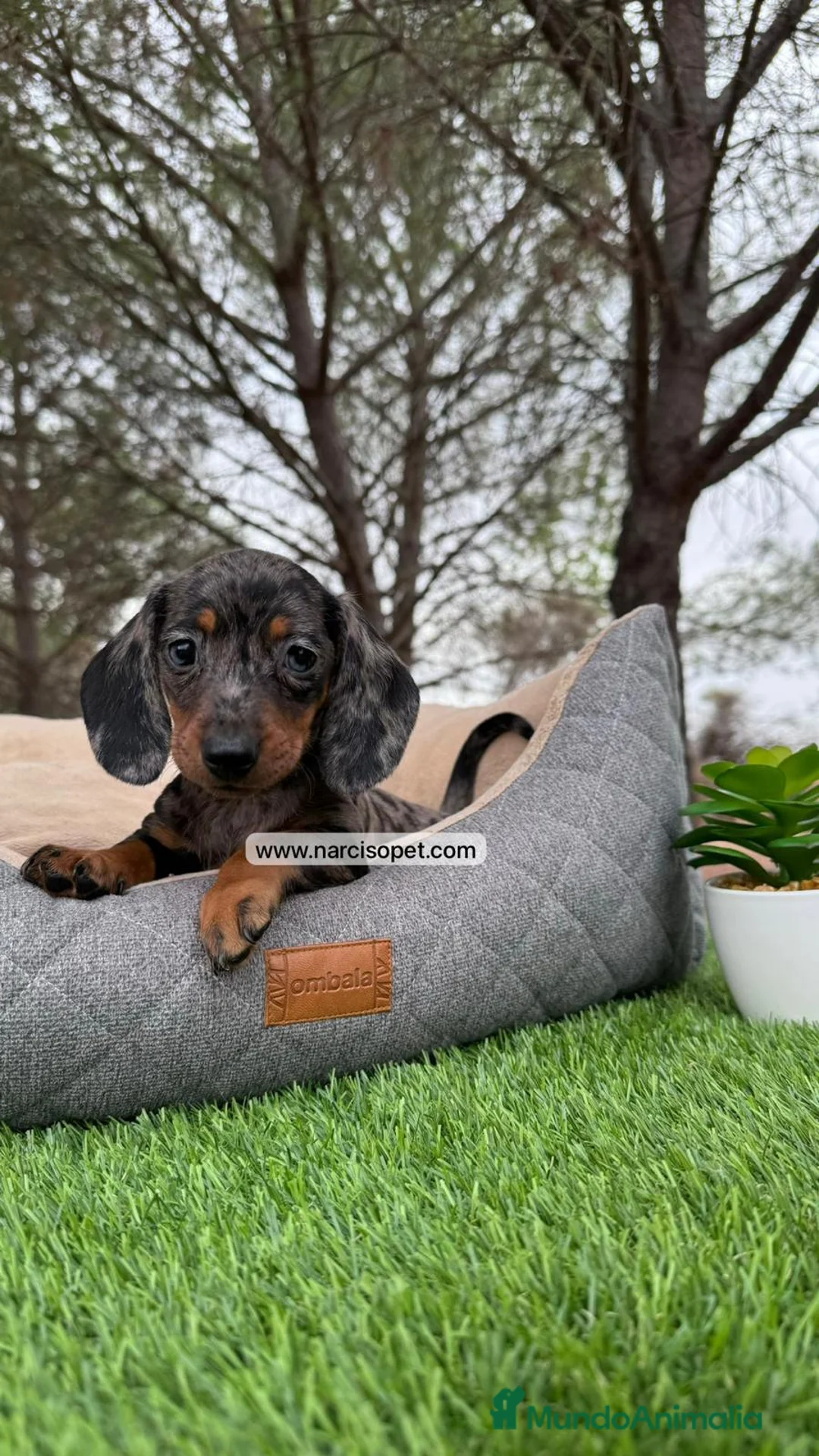 Teckel perros en venta: TECKEL NEGRO Y PLATA MERLE en Asturias - Anuncio 1