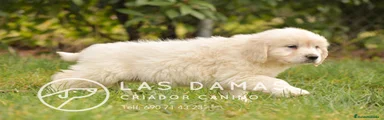 Golden Retriever 3