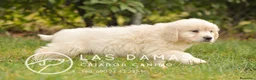 Golden Retriever perros en venta: GOLDEN RETRIEVER DISPONIBLES  - Anuncio 6