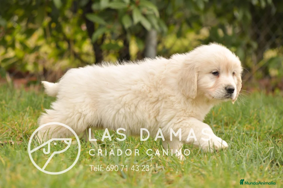 Golden Retriever perros en venta: GOLDEN RETRIEVER DISPONIBLES  - Anuncio 6
