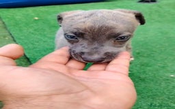 Whippet perros en venta: Whippet blue, isabela verdino - Imagen 22
