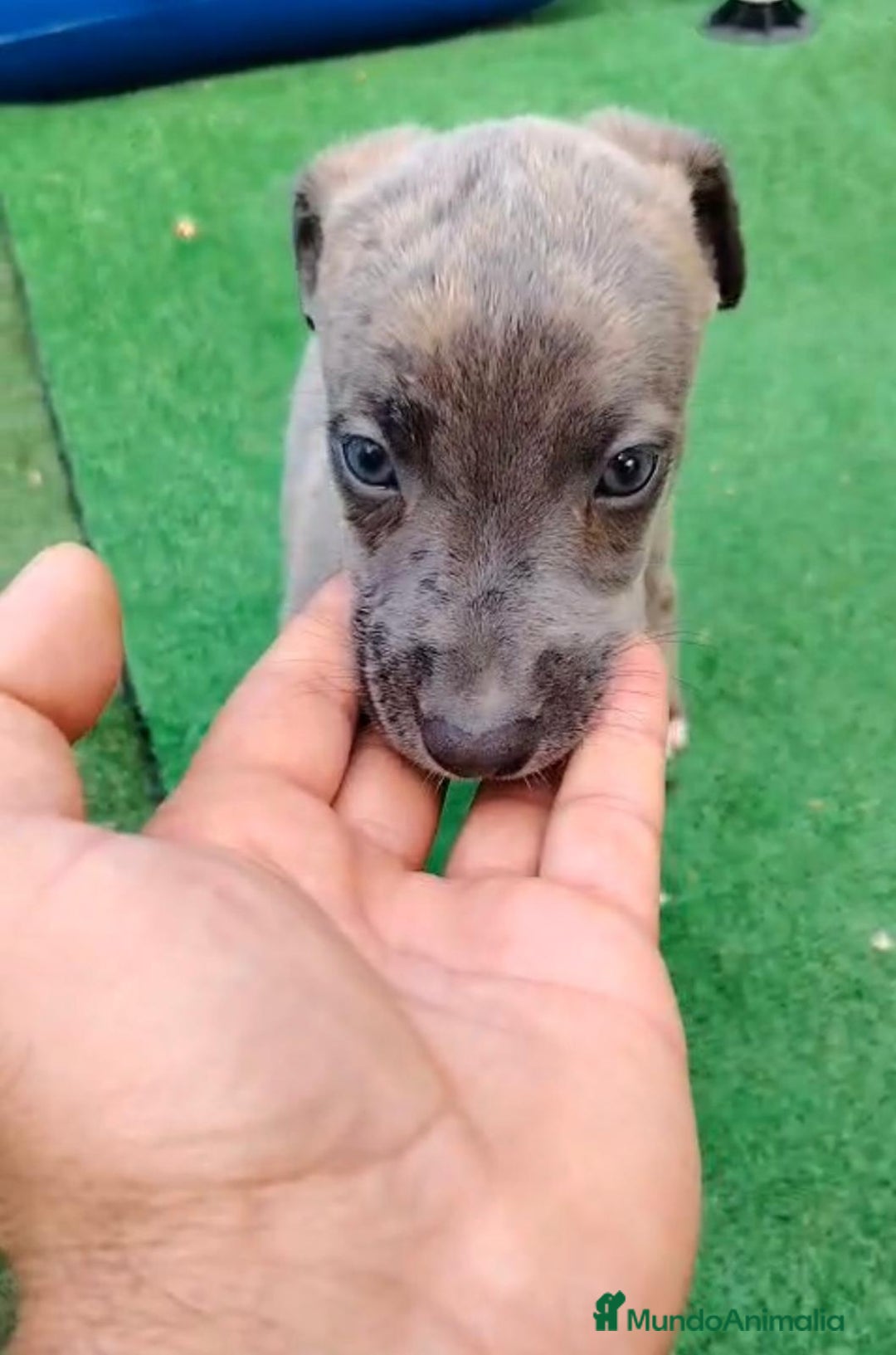 Whippet perros en venta: Whippet blue, isabela verdino - Imagen 22